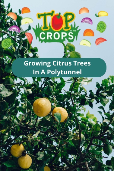 growing citrus trees in a polytunnel