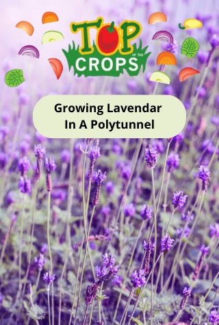 growing lavender in a polytunnel
