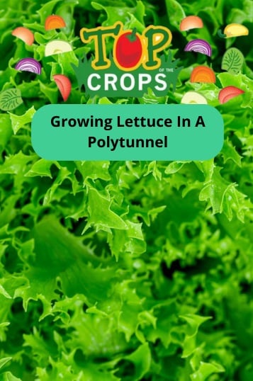 growing lettuce in a polytunnel