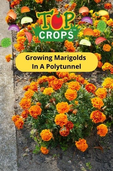 growing marigolds in a polytunnel