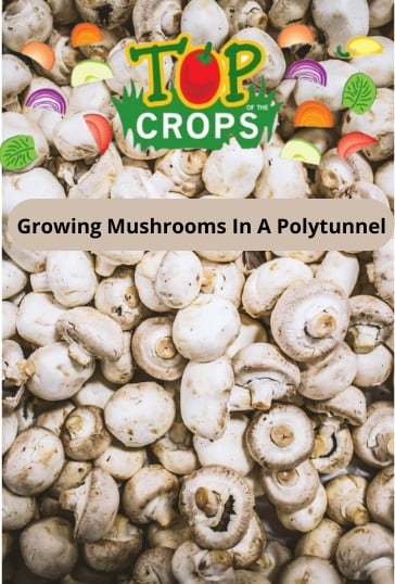 growing mushrooms in a polytunnel