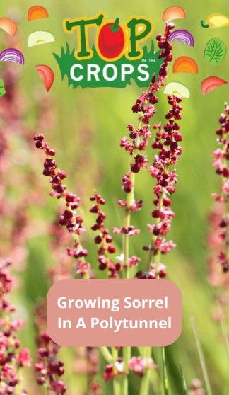 growing sorrel in a polytunnel
