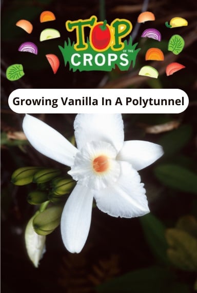 growing vanilla in a polytunnel