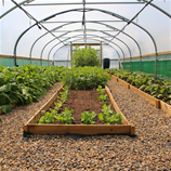 Polytunnel Image