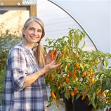 Polytunnel Image