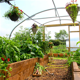 Polytunnel Image