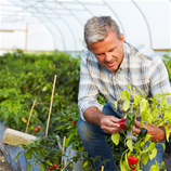 Polytunnel Image