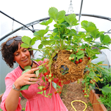 Polytunnel Image