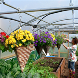 Polytunnel Image