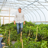 Polytunnel Image