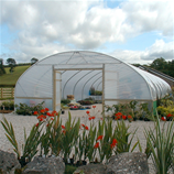 Polytunnel Image