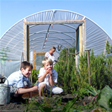 Polytunnel Image