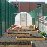 Polytunnel Image