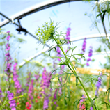 Polytunnel Image