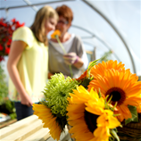 Polytunnel Image