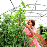 Polytunnel Image