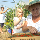 Polytunnel Image