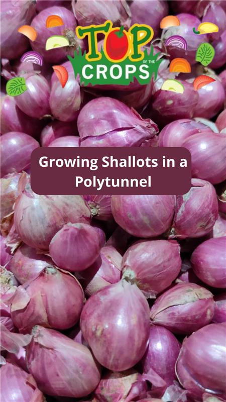 growing shallots in a polytunnel