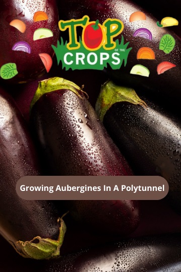 growing aubergines in a polytunnel