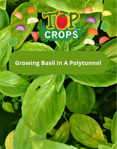 growing basil in a polytunnel