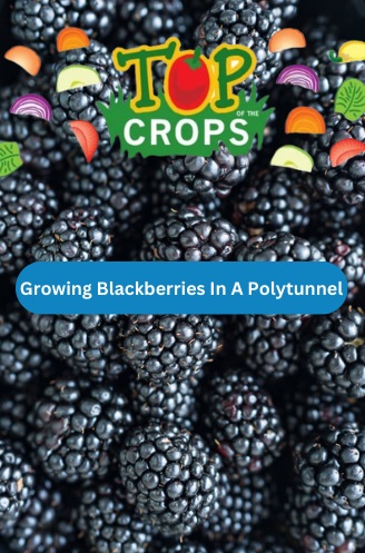 growing blackberries in a polytunnel in the UK
