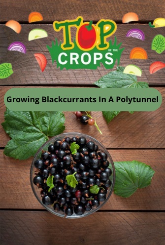 growing blackcurrants in a polytunnel