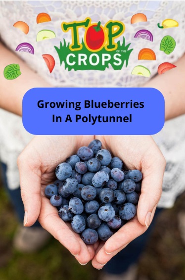 growing blueberries in a polytunnel