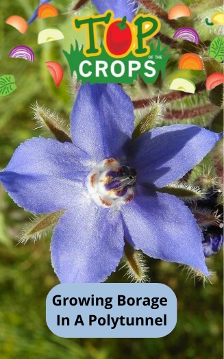 growing borage in a polytunnel