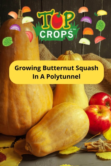 growing butternut squash in a polytunnel