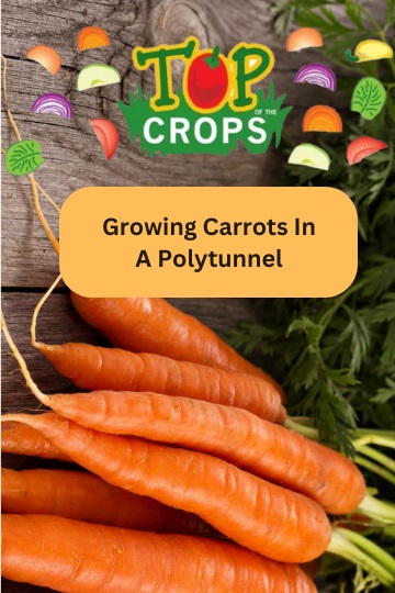 growing carrots in a polytunnel