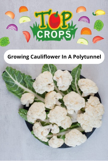 growing cauliflower in a polytunnel