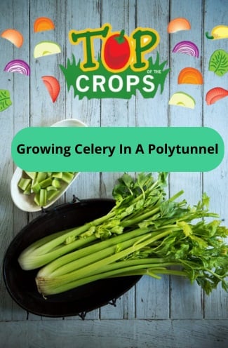 growing celery in a polytunnel