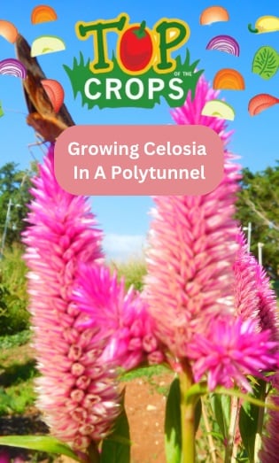 growing celosia in a polytunnel