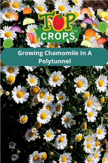 growing chamomile in a polytunnel