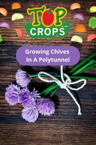 growing chives in a polytunnel