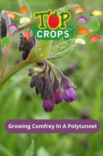 growing comfrey in a polytunnel