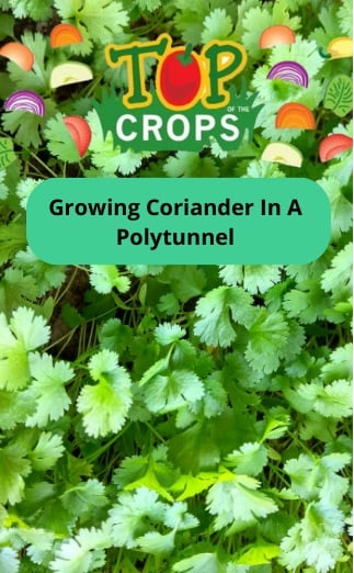 crowing coriander in a polytunnel