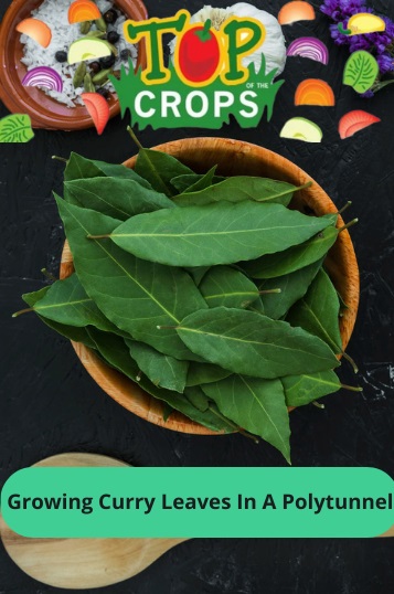 growing curry leaves in a polytunnel