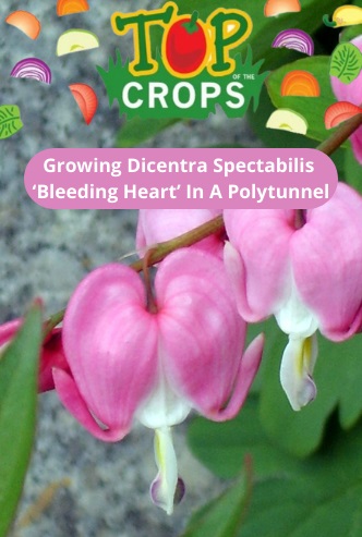 growing bleeding heart in a polytunnel