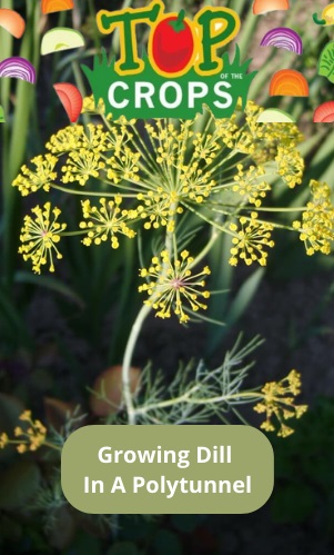 growing dill in a polytunnel