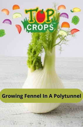 growing fennel in a polytunnel