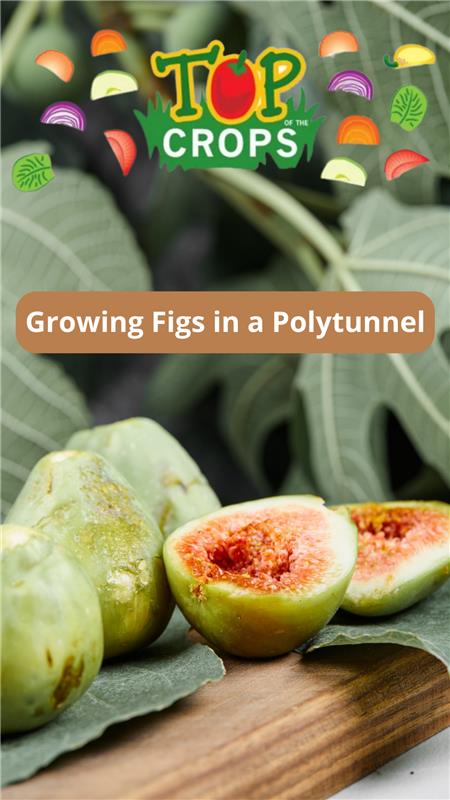 growing figs in a polytunnel