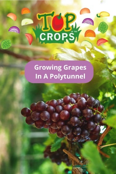 growing grapes in a polytunnel