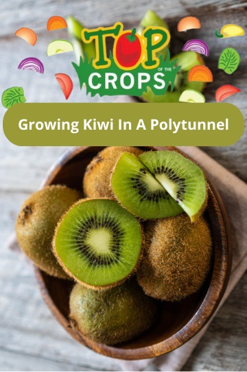 growing kiwi in a polytunnel