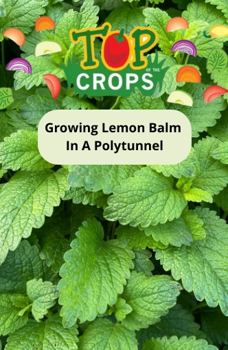 growing lemon balm in a polytunnel
