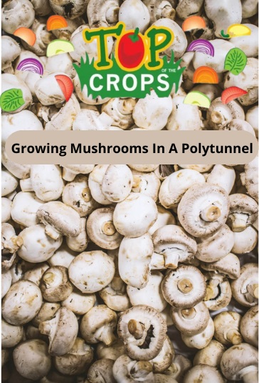 growing mushrooms in a polytunnel