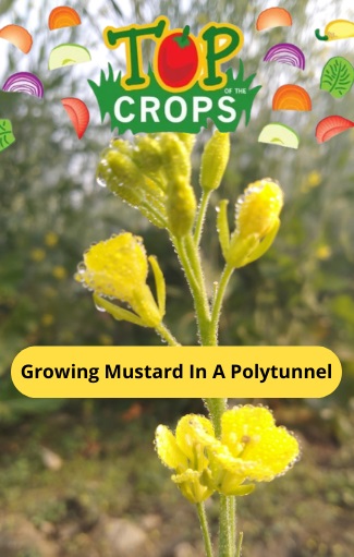 growing mustard in a polytunnel