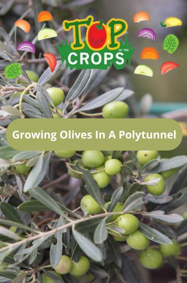 growing olives in a polytunnel