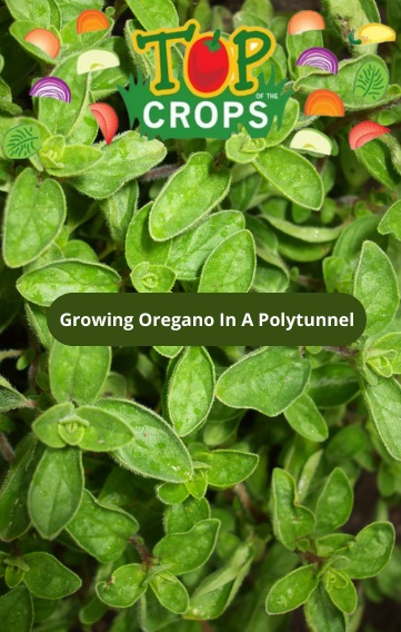 growing oregano in a polytunnel