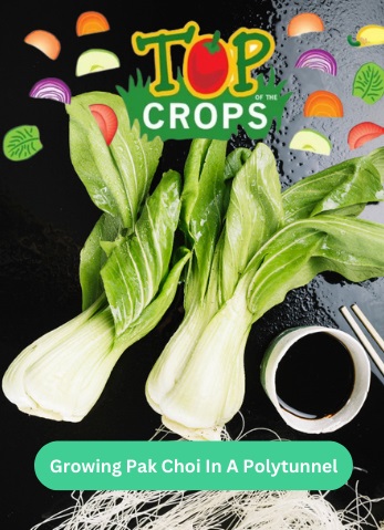 growing pak choi in a polytunnel